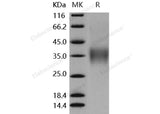 Recombinant Mouse CD16-2/FCGR4 Protein (His&AVI Tag)(Active)