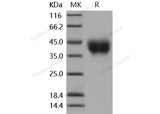 Recombinant Mouse CD200 Protein (His Tag)(Active)