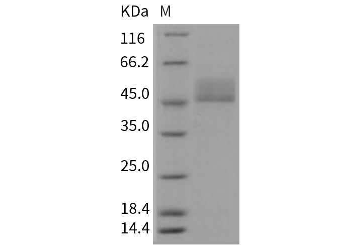 Recombinant Mouse CD3D & CD3E Heterodimer Protein