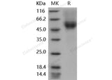 Recombinant Mouse CD64/FCGR1 Protein (His&AVI Tag), Biotinylated(Active)