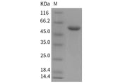 Recombinant Mouse CNDP1 Protein (His Tag)(Active)