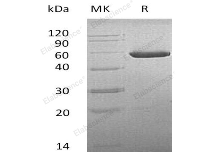 Recombinant Mouse CNDP2/CPGL/PEPA Protein (His Tag)(Active)