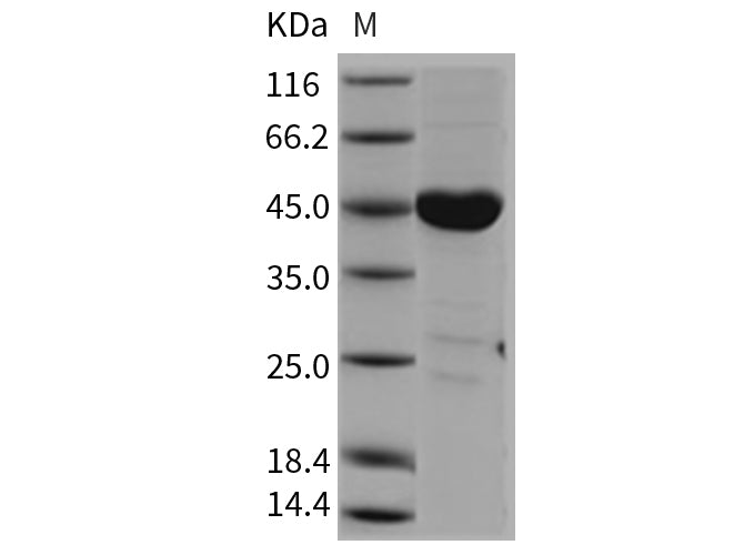 Recombinant Mouse CSK/C-Src kinase Protein (Active)