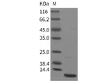 Recombinant Mouse CXCL3/GRO gamma Protein (His Tag)