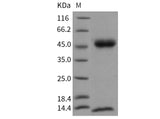 Recombinant Mouse FCGRT & B2M Heterodimer Protein (Active)
