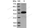Recombinant Mouse FLRG/Fstl3 Protein (His Tag)(Active)