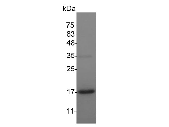 Recombinant Mouse GDNF protein(N-His)