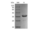 Recombinant Mouse IgG2a-Fc Protein (aa 99-330)