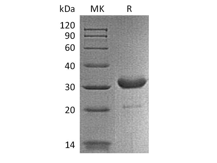 Recombinant Mouse IgG2b-Fc Protein