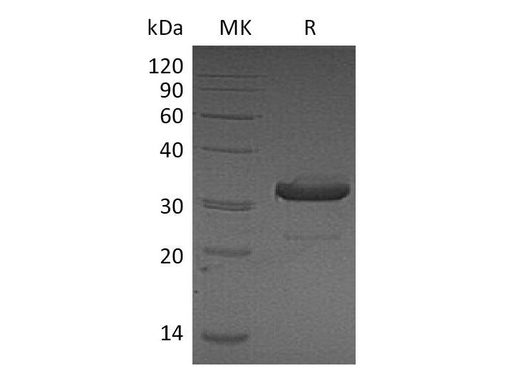 Recombinant Mouse IgG3-Fc Protein