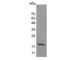 Recombinant Mouse IL-17F protein(N-His)(active)