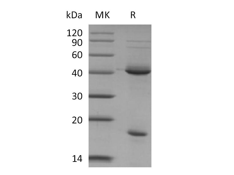 Recombinant Mouse IL-23 