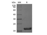 Recombinant Mouse Interleukin-36 gamma/IL-36 gamma/IL-1F9