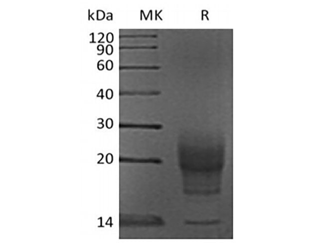 Recombinant Mouse Interleukin-5/IL-5 (C-6His)