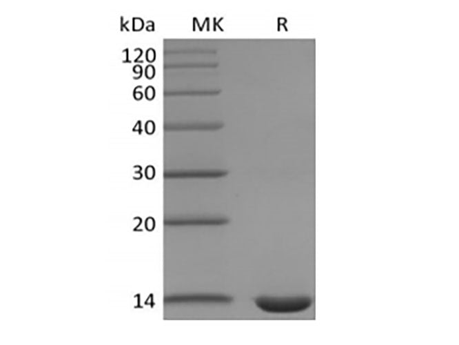 Recombinant Mouse Leptin