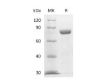 Recombinant Mouse Nectin-4 (C-Fc)
