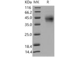 Recombinant Mouse PD1/PDCD1 Protein (His Tag)