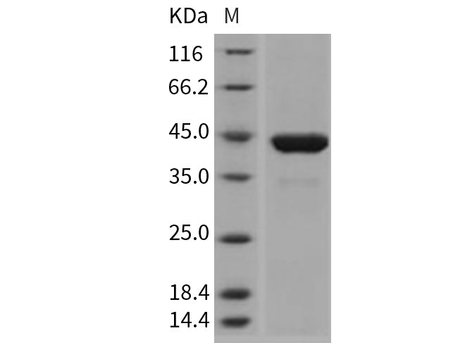 Recombinant Mouse PGK1/PGKA Protein (His Tag)(Active)