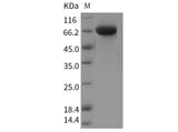 Recombinant Mouse PGRL/IGSF8 Protein (His Tag)