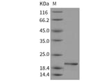Recombinant Mouse Pleiotrophin/PTN/HB-GAM Protein (Active)