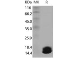 Recombinant Mouse S100A6 Protein
