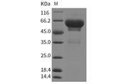 Recombinant Mouse SCG3/Secretogranin 3 Protein (His Tag)