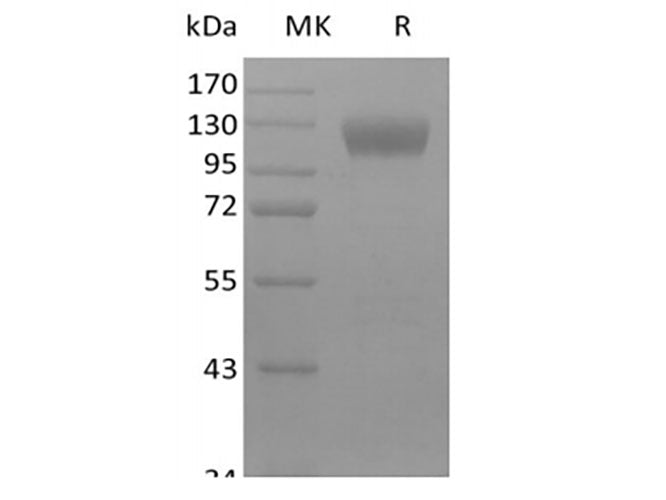 Recombinant Mouse Siglec-10 (C-Fc)