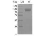 Recombinant Mouse Siglec-10 (C-Fc)