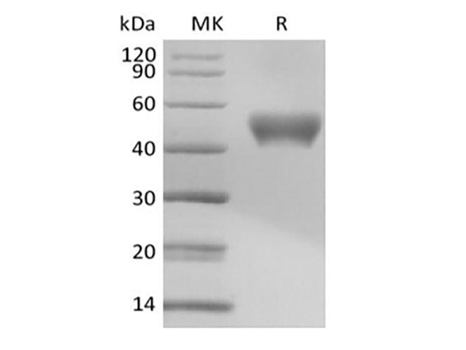 Recombinant Mouse Signal Transducer CD24/CD24 (C-Fc) 