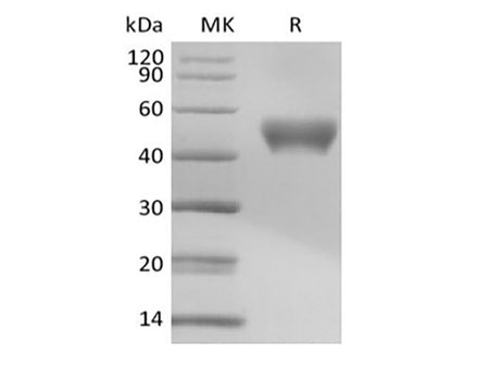 Recombinant Mouse Signal Transducer CD24/CD24 (C-Fc) 