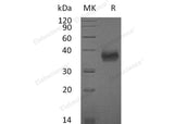 Recombinant Mouse SLAMF5/CD84 Protein (His Tag)(Active)