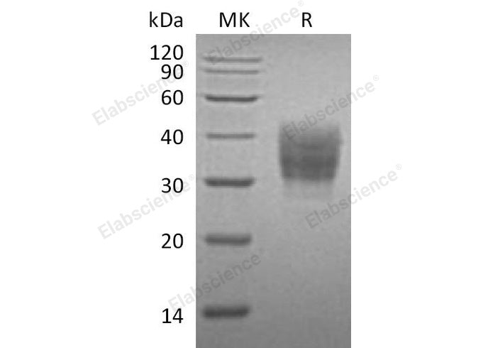 Recombinant Mouse SLAMF7/CD319 Protein (His Tag)(Active)
