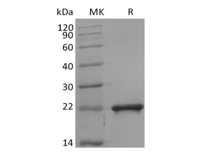 Recombinant Mouse Sonic Hedgehog/SHH (C-6His)