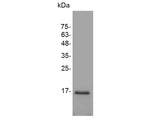Recombinant Mouse TGF beta 1 protein(N-His)(active)