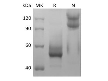 Recombinant Mouse TNFSF13B/BAFF/CD257 (N-mFc)