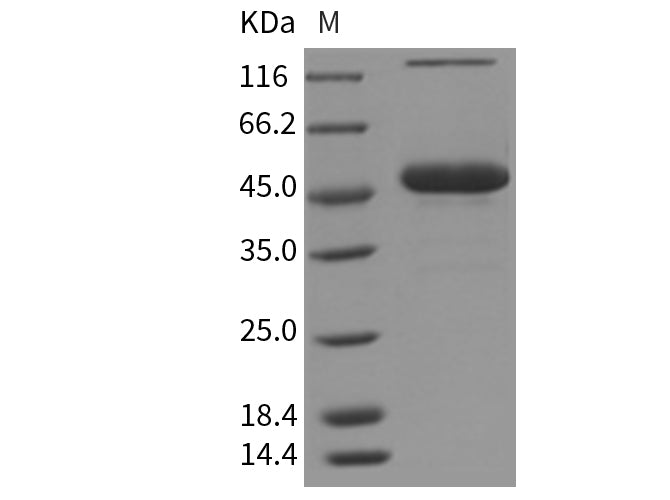 Recombinant Mouse TNFSF7/CD70 Protein (Fc Tag)(Active)