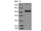 Recombinant Mouse TNFSF7/CD70 Protein (Fc Tag)(Active)
