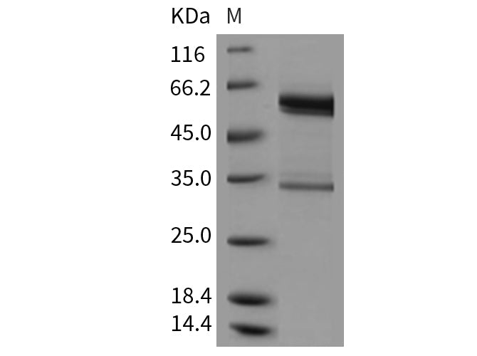Recombinant Mouse tPA/PLAT Protein (Fc Tag)