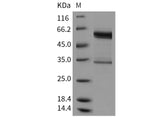 Recombinant Mouse tPA/PLAT Protein (Fc Tag)