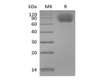 Recombinant Mouse TrkC/Ntrk3 (C-6His)