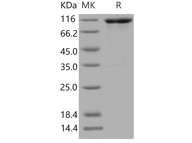 Recombinant Mouse VCAM1 Protein (His & Fc Tag)(Active)