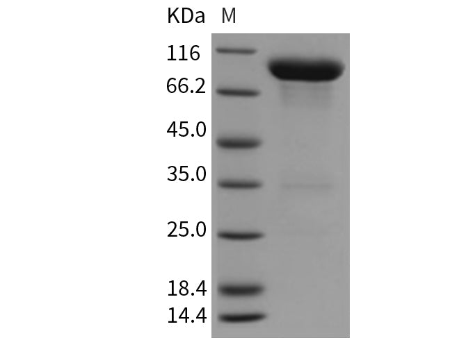 Recombinant Mouse VNN1/Vanin-1 Protein (Fc Tag)