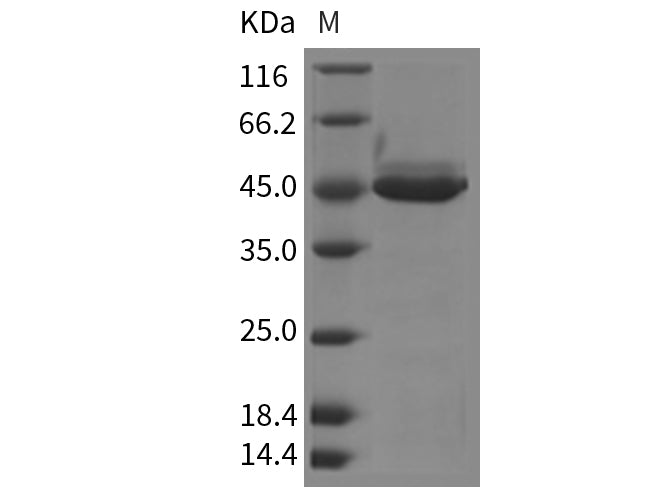 Recombinant Mouse YM1/ECF-L/Chil3 Protein (His Tag)