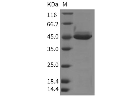 Recombinant Mouse YM1/ECF-L/Chil3 Protein (His Tag)