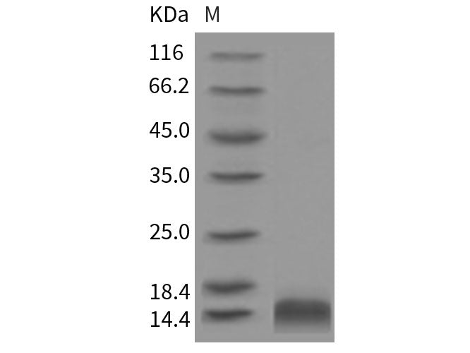 Recombinant Rat CCL4/MIP1B Protein(His Tag)