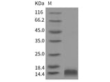 Recombinant Rat CCL4/MIP1B Protein(His Tag)