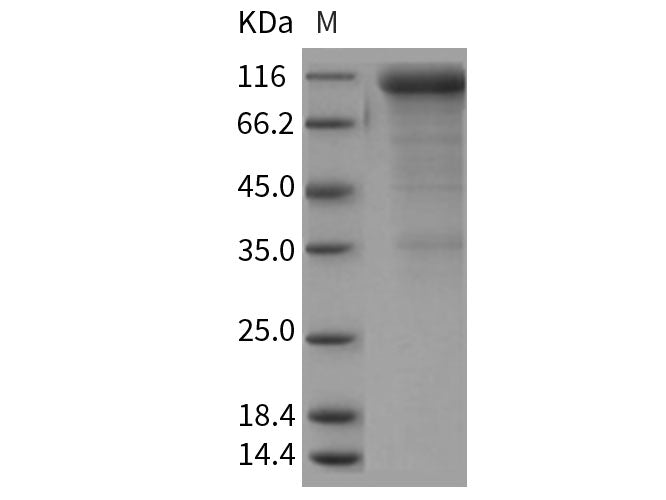 Recombinant Rat CD36/SCARB3 Protein (Fc Tag)