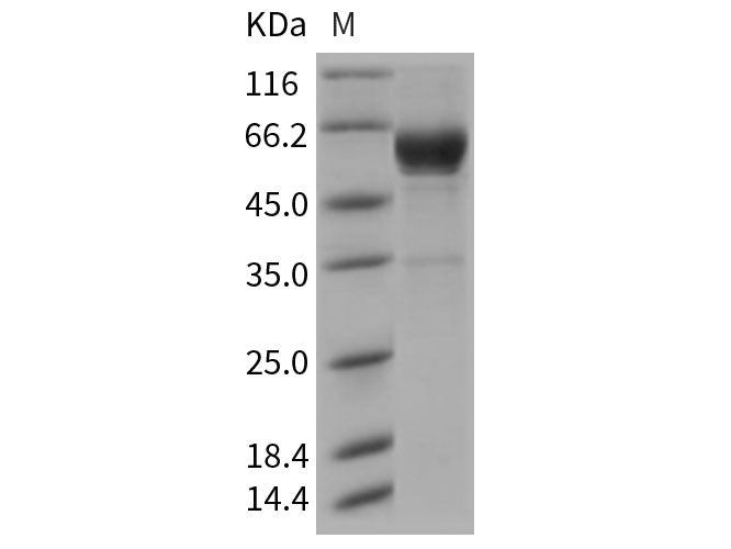 Recombinant Rat CLEC4A3 Protein (Fc Tag)