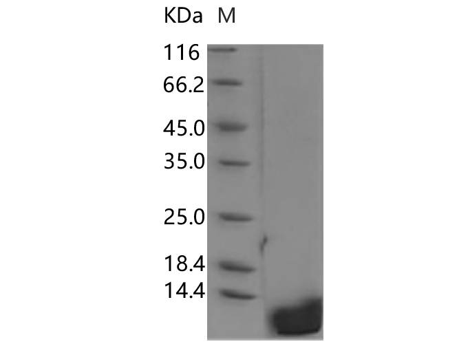 Recombinant Rat EGF Protein