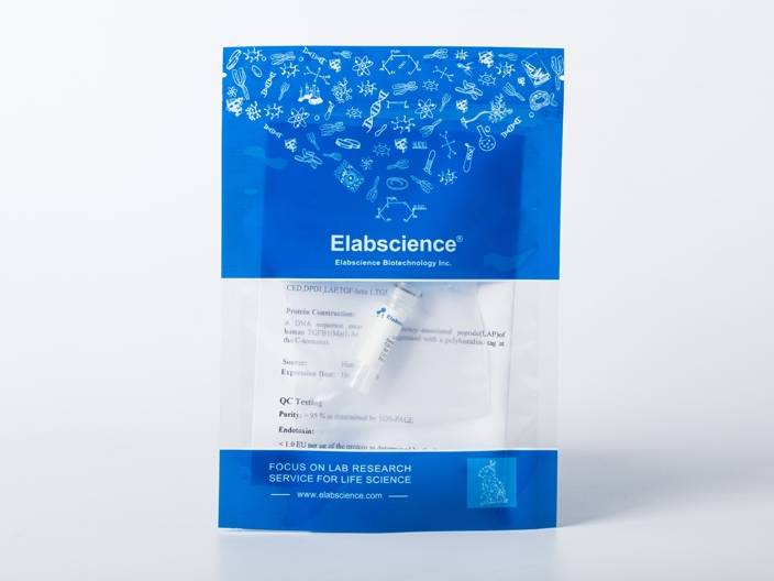 Recombinant Rat FGF-2/FGFb Protein (Active)